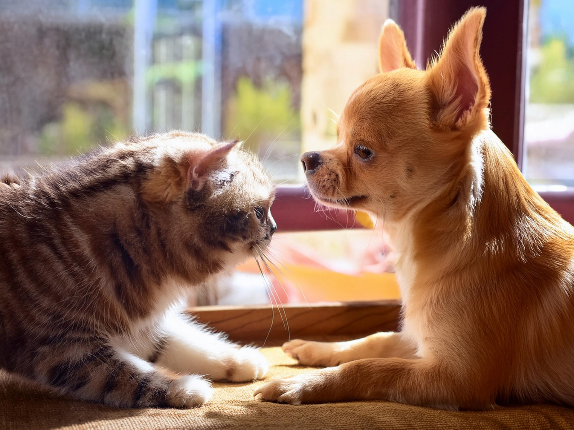 犬と猫