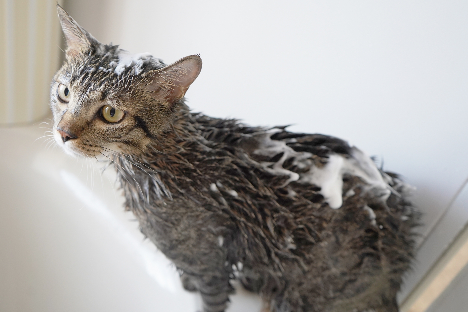 体を洗われて恨めしそうな顔をしている猫
