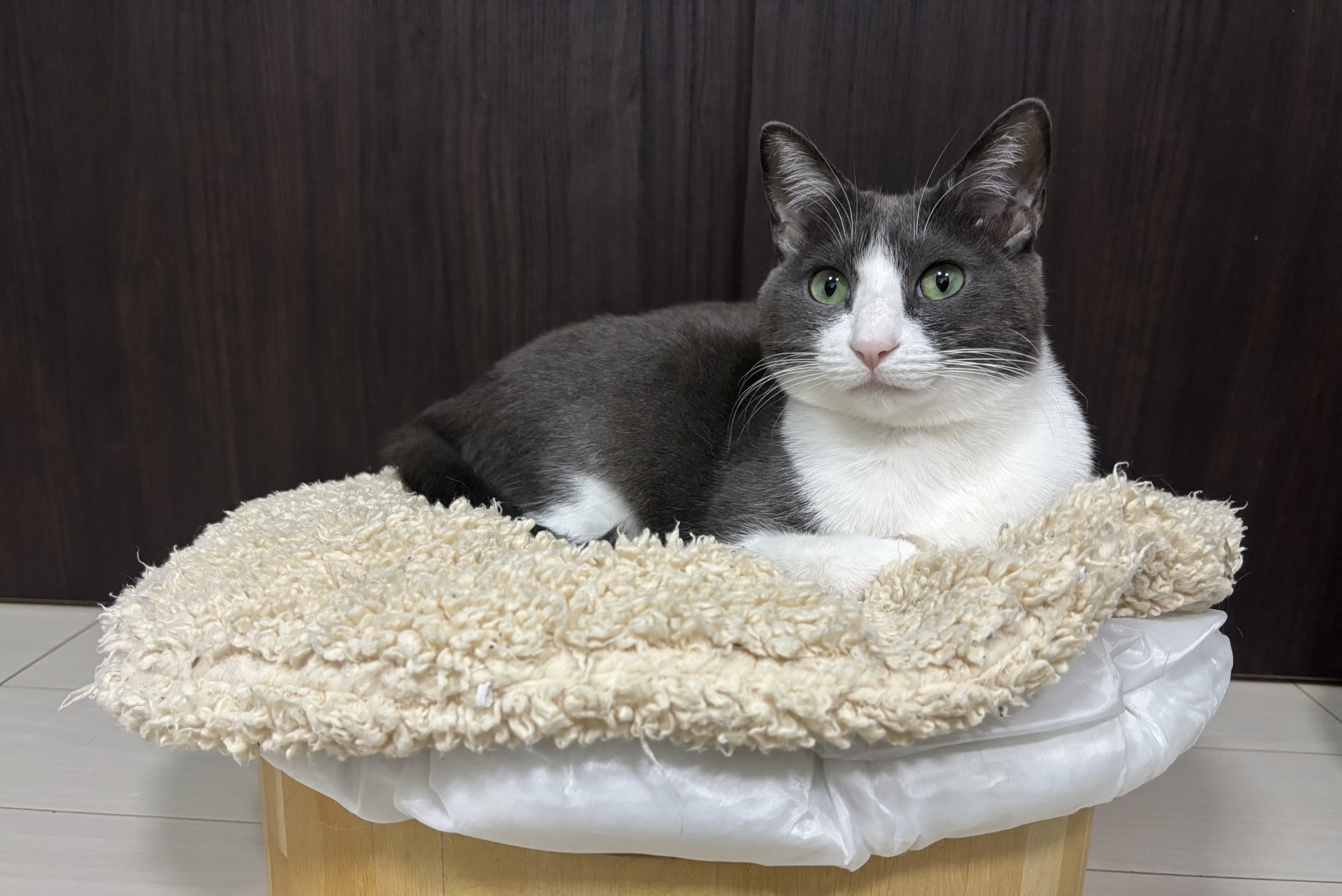 見つめる猫