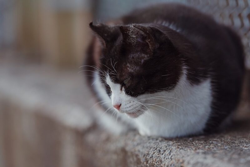うずくまる猫