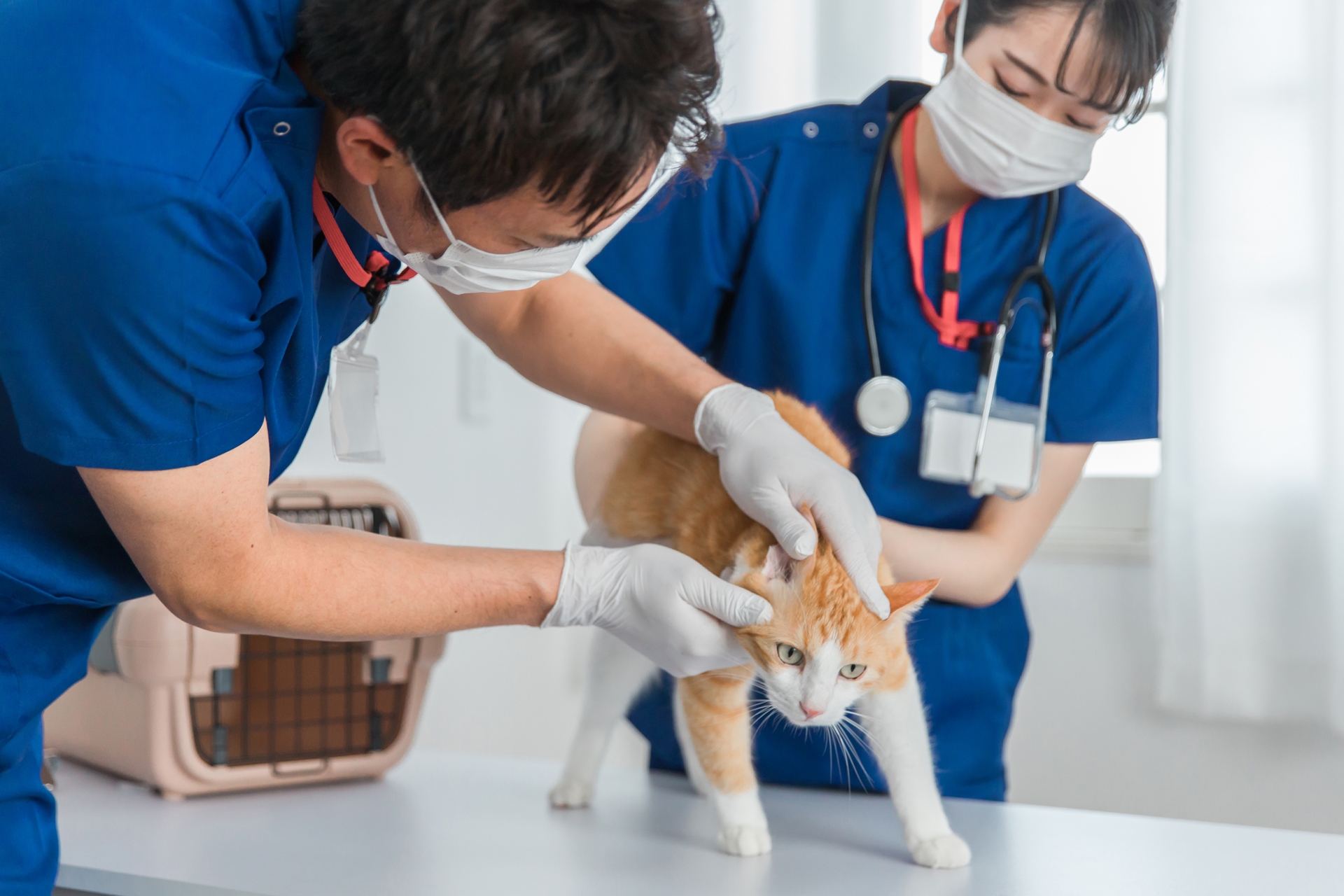 猫の健康を見る
