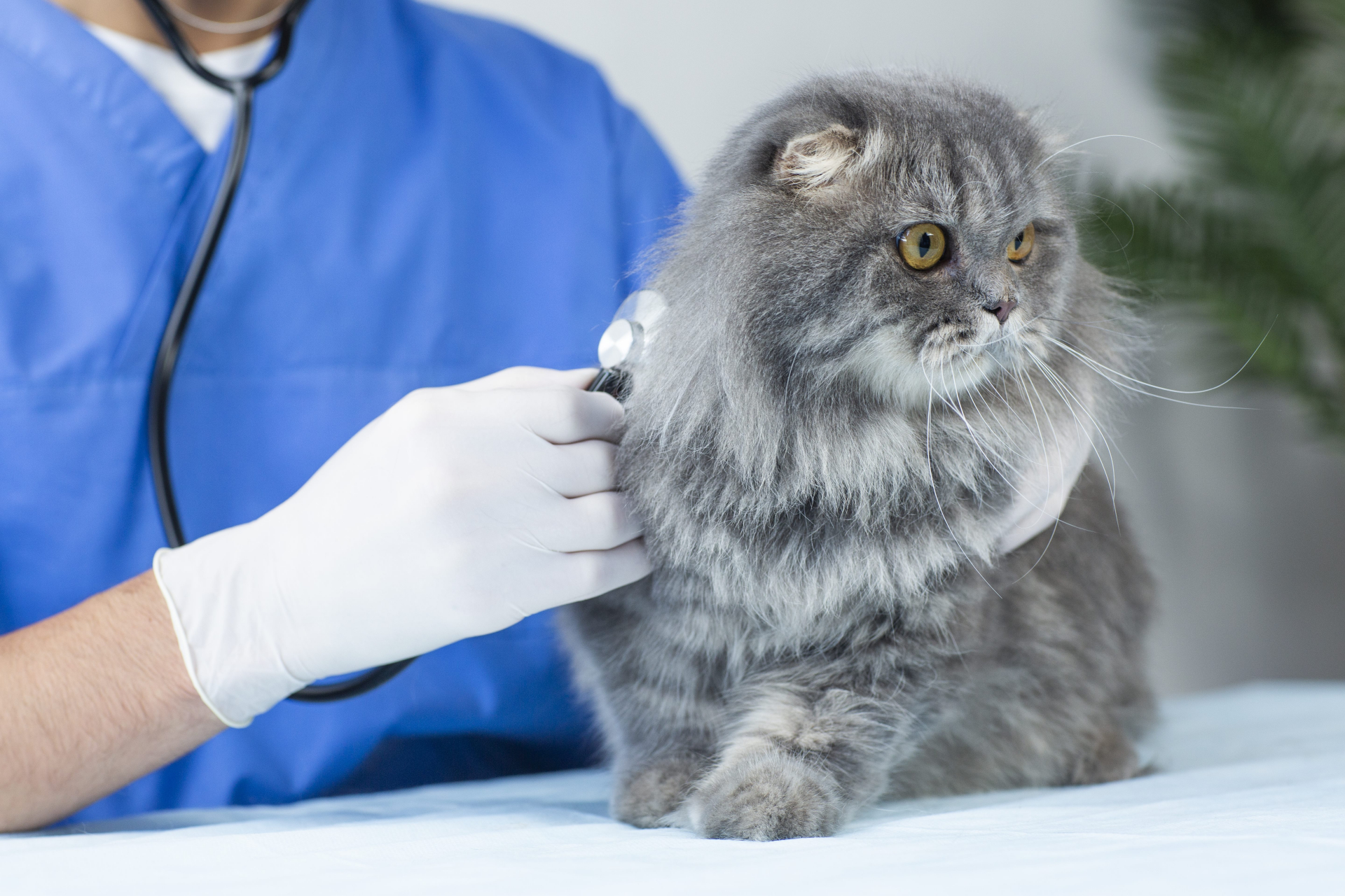 猫を診察中の獣医の手