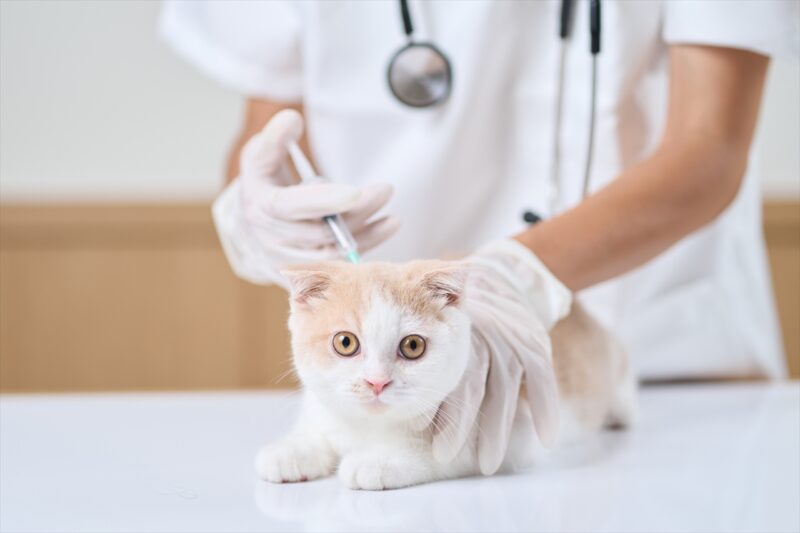 注射を受ける猫