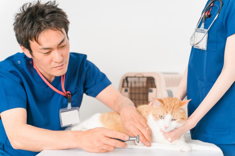 猫の診察をする