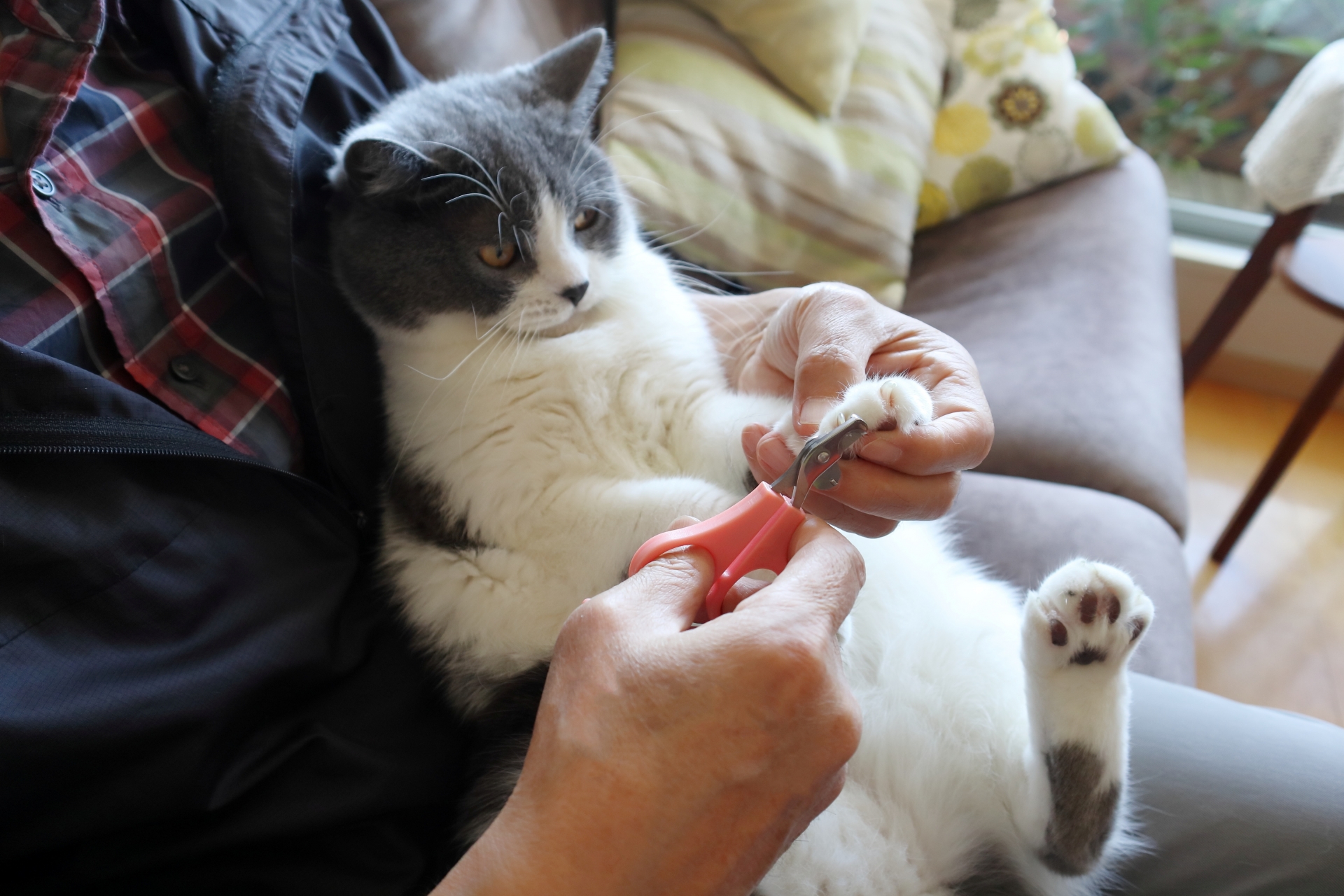 猫の爪切り