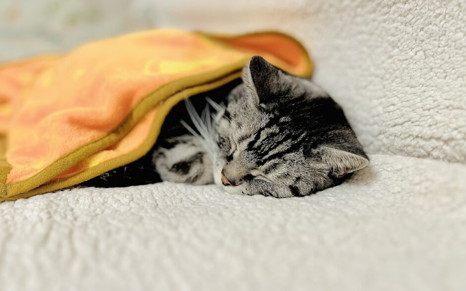 猫の貧血はどのような症状？種類・治療法・予防法などについて解説