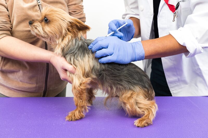 予防注射を受ける犬