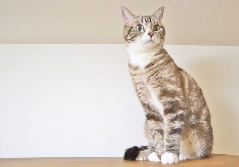 驚く猫