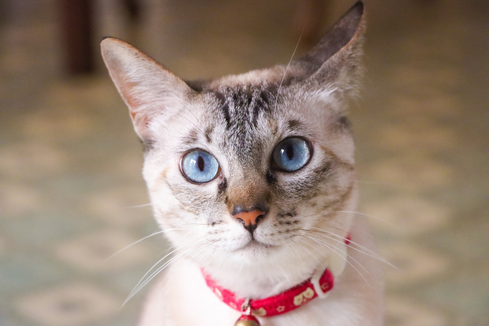 見つめる猫