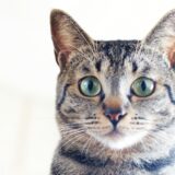 猫の中耳炎｜原因から症状、治療、予防まで詳しく解説します