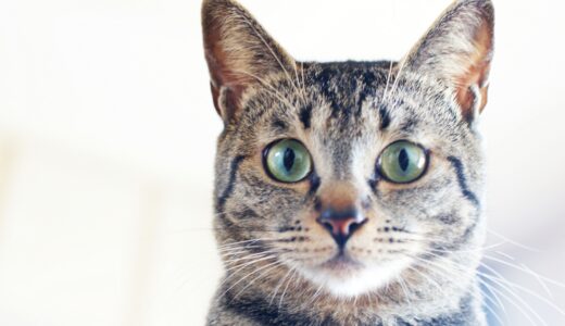 猫の中耳炎｜原因から症状、治療、予防まで詳しく解説します