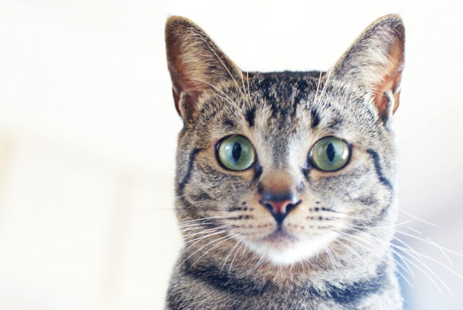 猫の中耳炎｜原因から症状、治療、予防まで詳しく解説します