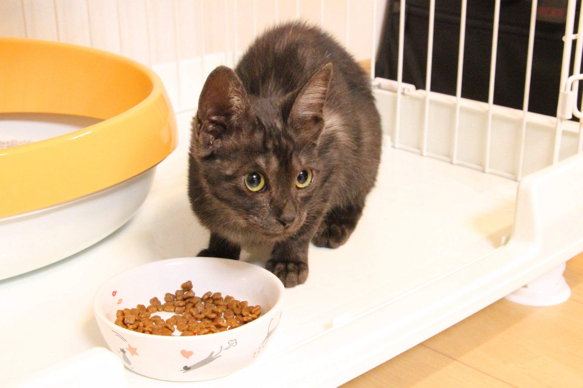 ケージに入る子猫