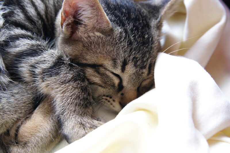 毛布の中で寝る猫