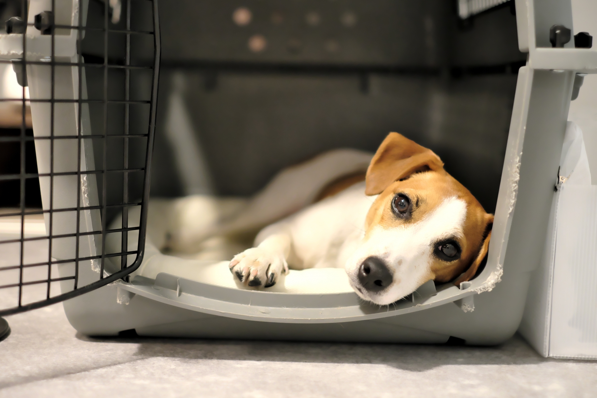 クレートでリラックスしている犬