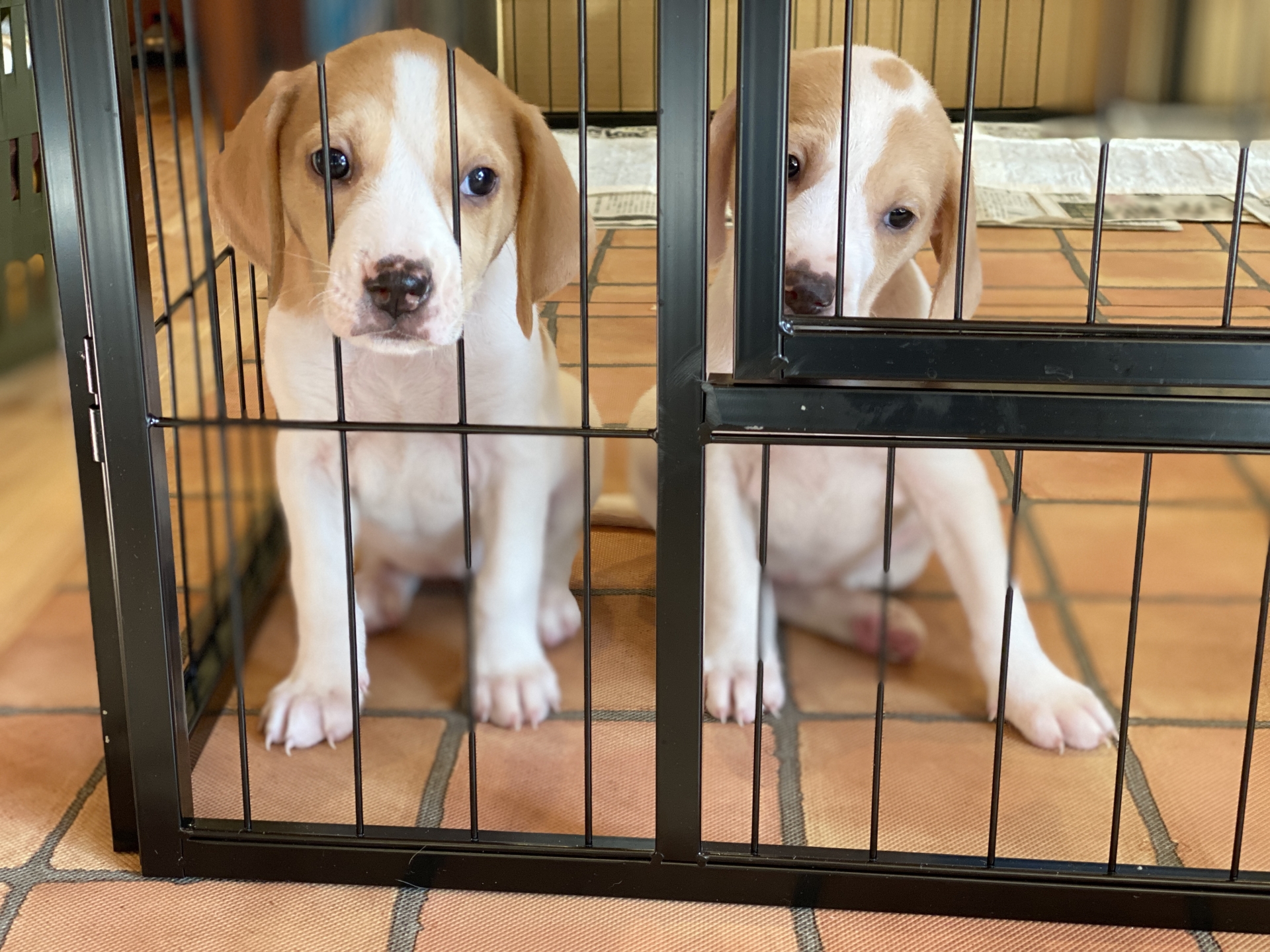 ケージの中で寂しそうな二匹の子犬