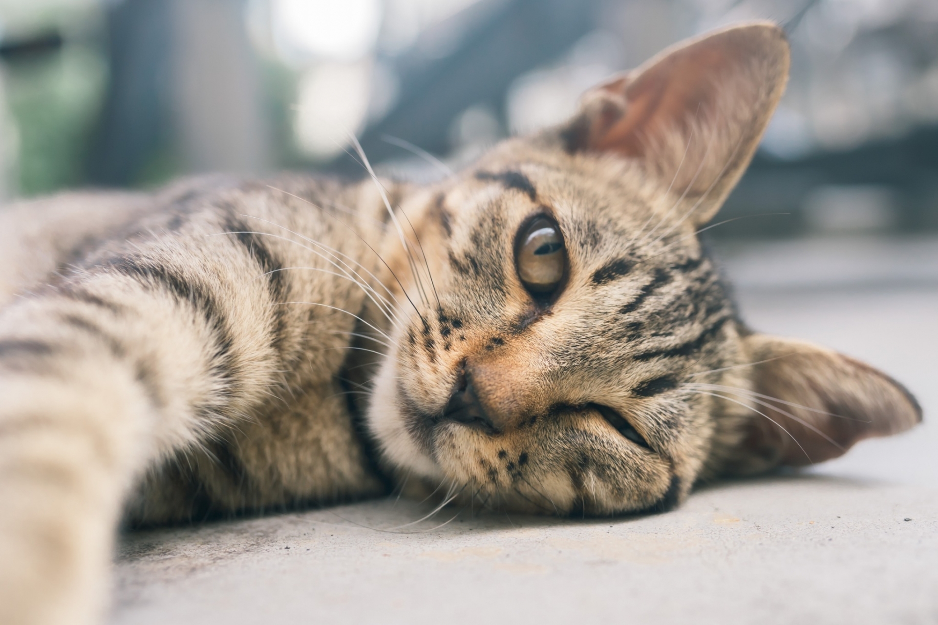 横になる猫