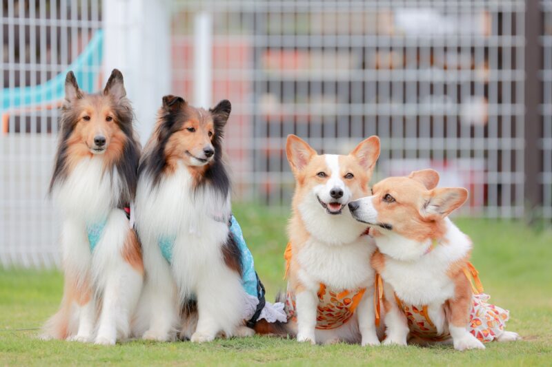 4匹の犬