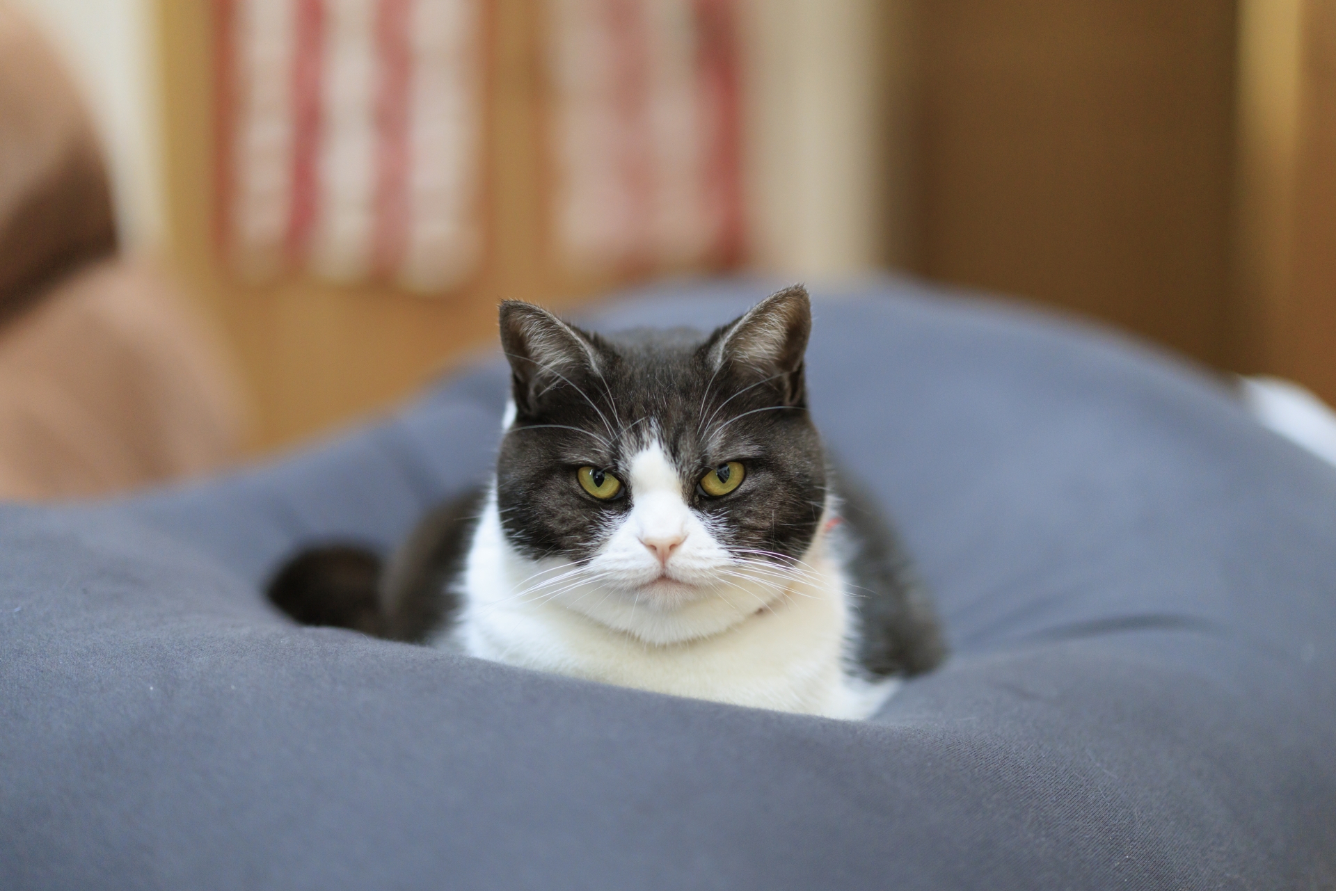 クッションでくつろぐ猫