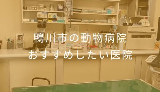 【2025年】鴨川市の動物病院 おすすめしたい3医院