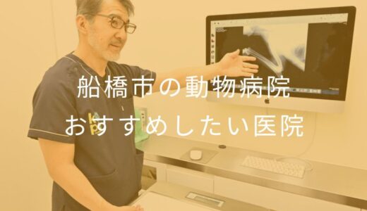 【2025年】船橋市の動物病院 おすすめしたい7医院