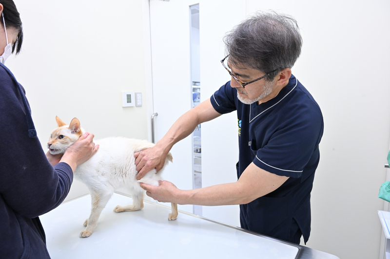 ふなばし動物医療センター かつまペットクリニック
