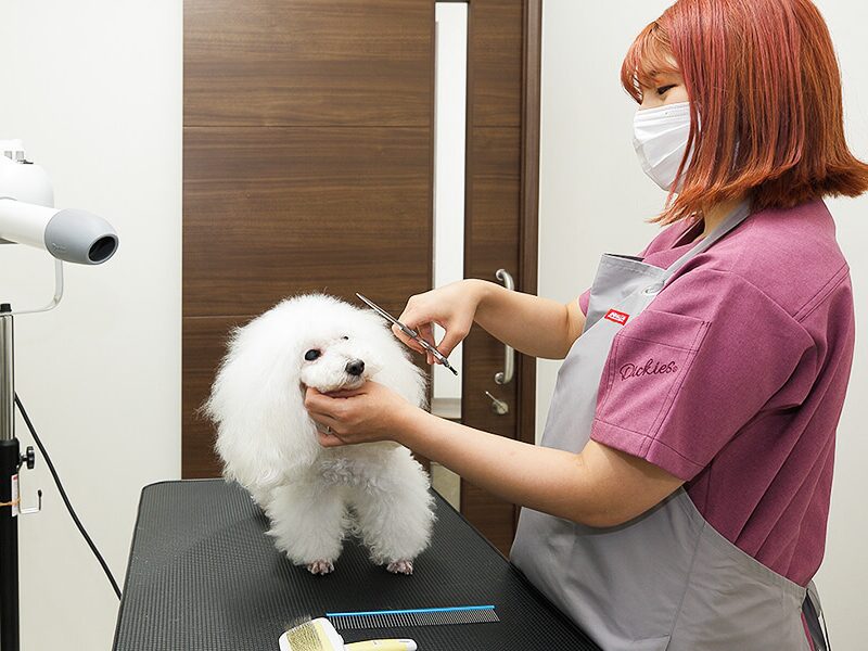 円山動物病院