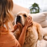 犬の耳が臭い原因は？治療法や受診の目安も併せて解説！