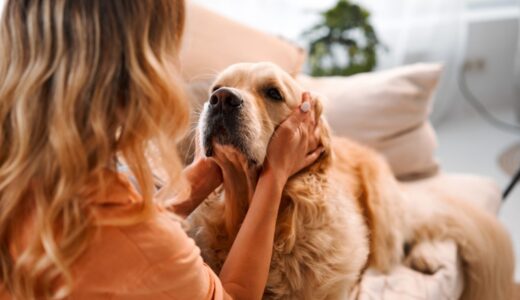 犬の耳が臭い原因は？治療法や受診の目安も併せて解説！