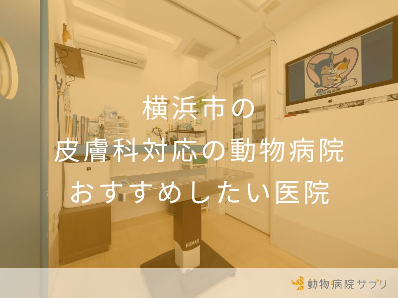 横浜市の皮膚科対応の動物病院 おすすめしたい医院