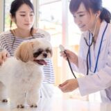 犬や猫の動物病院への連れて行き方｜事前準備や受診時のマナー、注意点を解説！