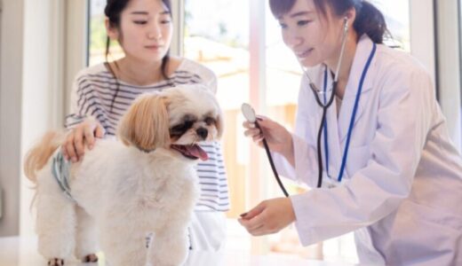 犬や猫の動物病院への連れて行き方｜事前準備や受診時のマナー、注意点を解説！