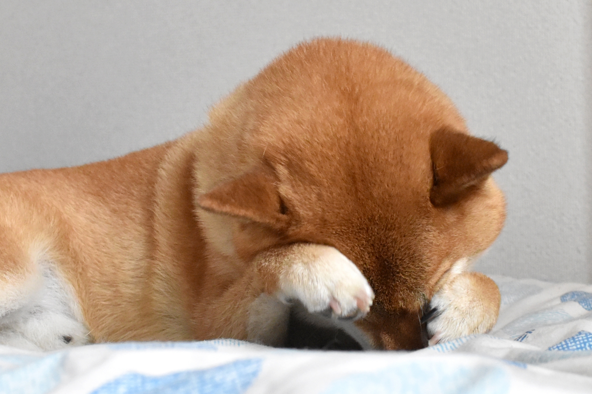 柴犬・掻く