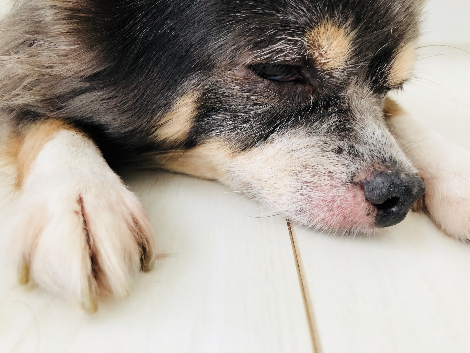 アレルギーの犬
