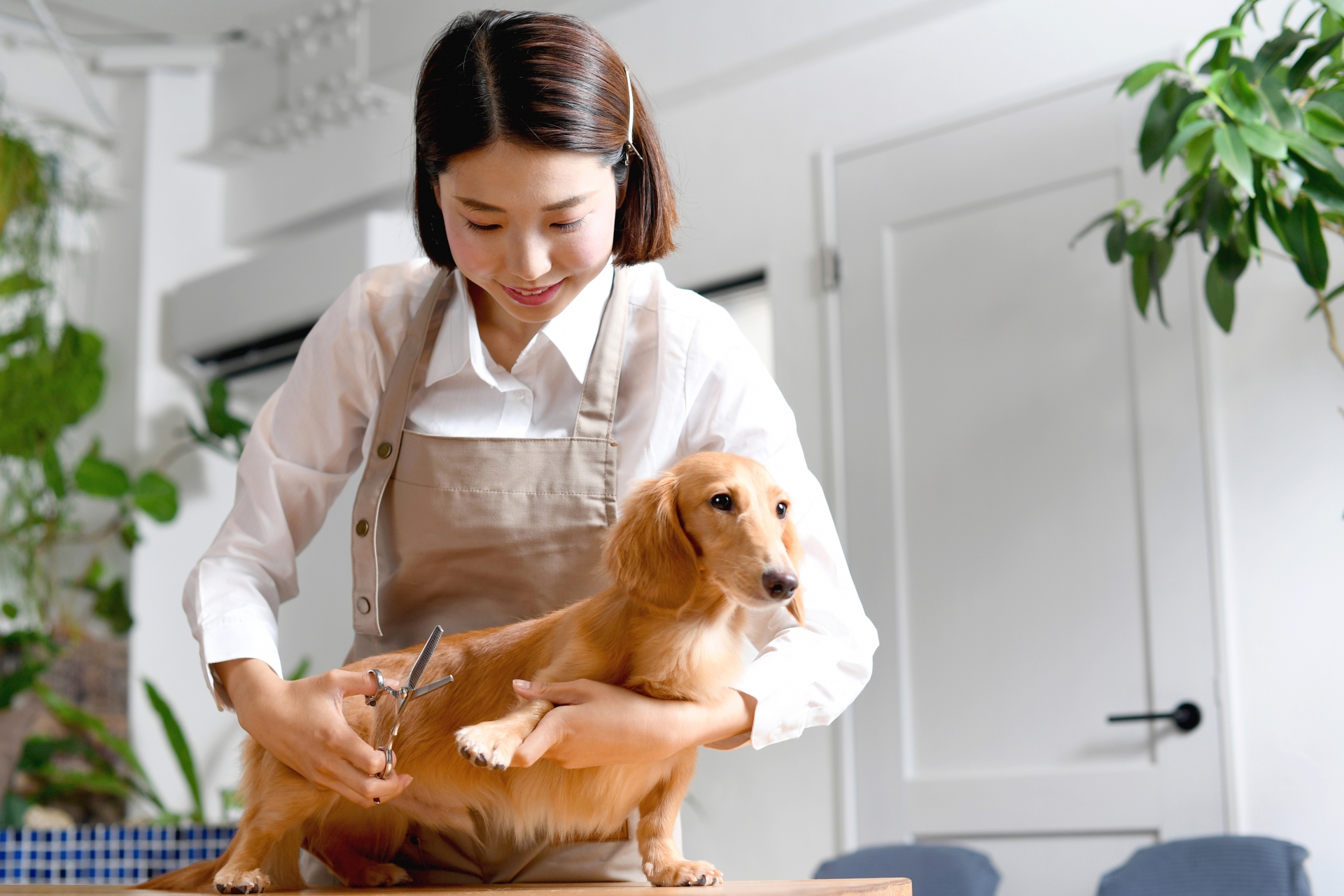 犬（ペット）のトリミングやカットをするトリマーの若い女性
