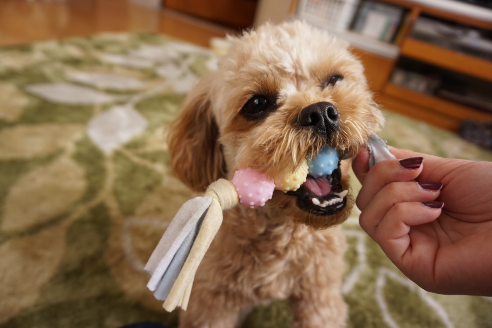 犬とおもちゃ