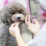 トリミングで噛む犬はどうしたらよい？対処法やトリマーの選び方、改善方法を解説
