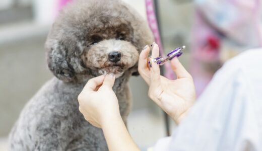 トリミングで噛む犬はどうしたらよい？対処法やトリマーの選び方、改善方法を解説