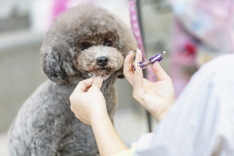 トリミングで噛む犬はどうしたらよい？対処法やトリマーの選び方、改善方法を解説