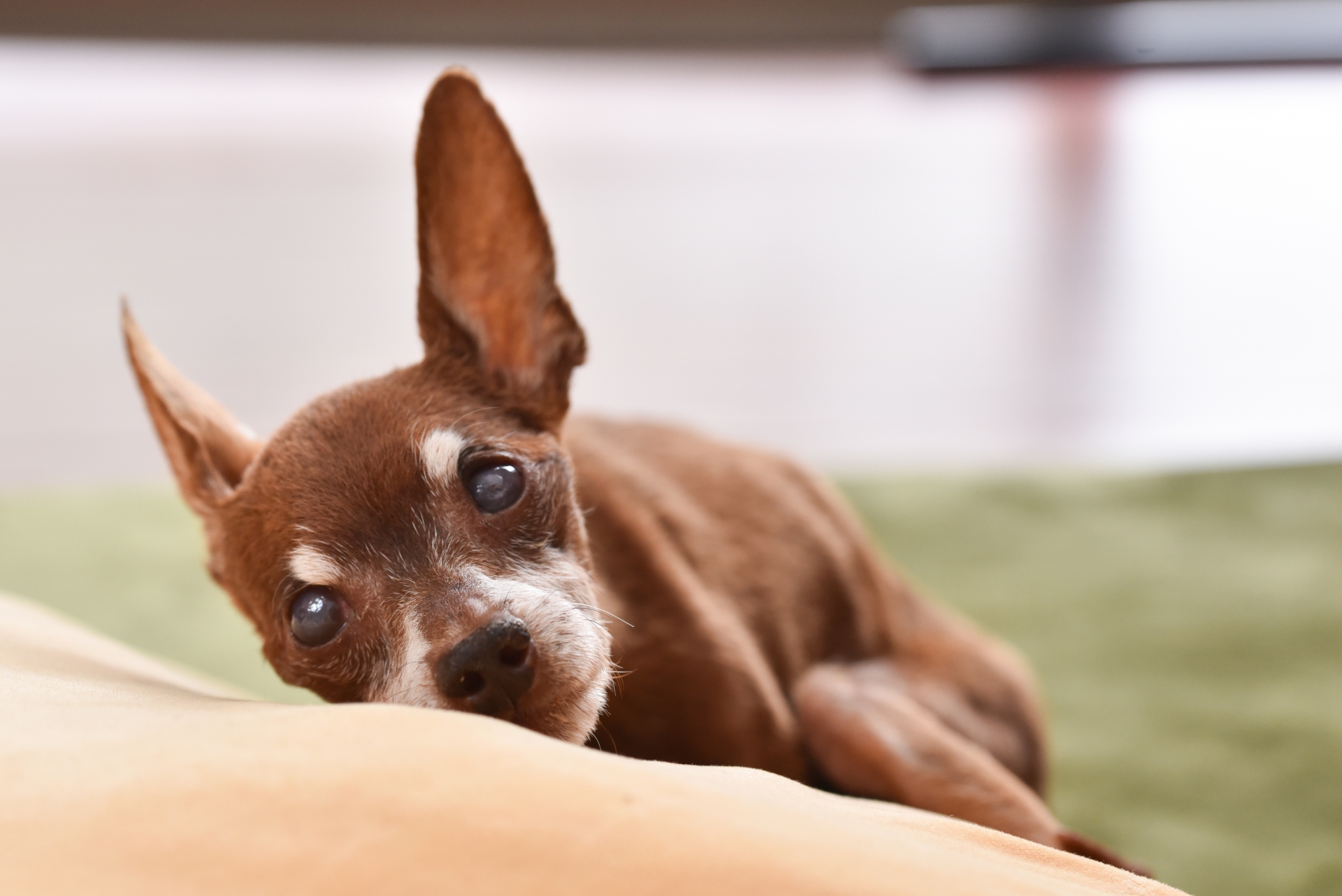 みつめる犬