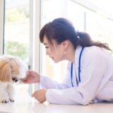 犬の緑内障の初期症状は？原因や治療法についても詳しく解説します