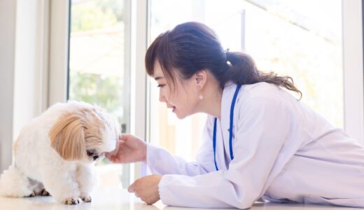 犬の緑内障の初期症状は？原因や治療法についても詳しく解説します