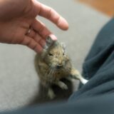 エキゾチックアニマルは動物病院で診てもらえる？主な診察内容や費用相場を解説