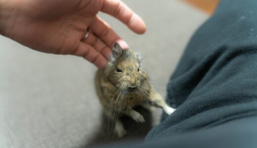 エキゾチックアニマルは動物病院で診てもらえる？主な診察内容や費用相場を解説