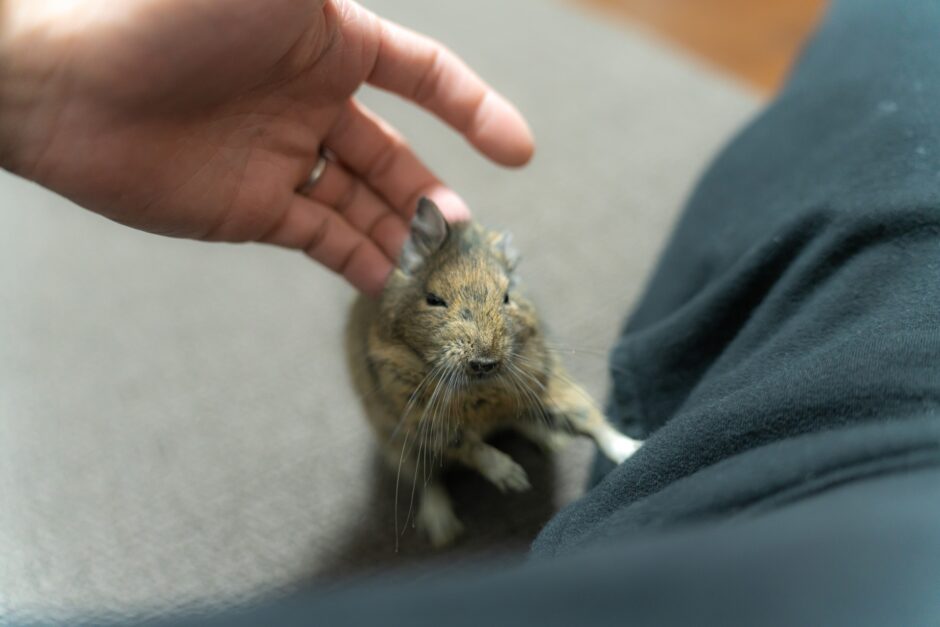 エキゾチックアニマルは動物病院で診てもらえる？主な診察内容や費用相場を解説
