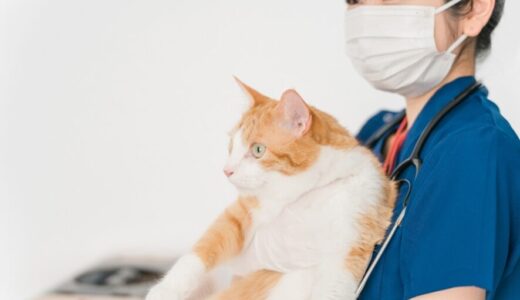 動物病院は早朝でも受診できる？平均的な営業時間と営業時間外での体調不良の対処法を解説