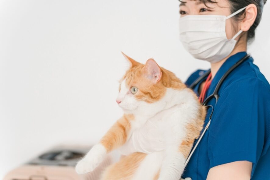 動物病院は早朝でも受診できる？平均的な営業時間と営業時間外での体調不良の対処法を解説