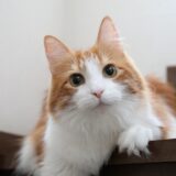 猫の耳が赤い場合に疑われる病気や受診の目安、治療法を解説