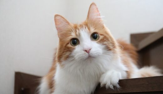 猫の耳が赤い場合に疑われる病気や受診の目安、治療法を解説