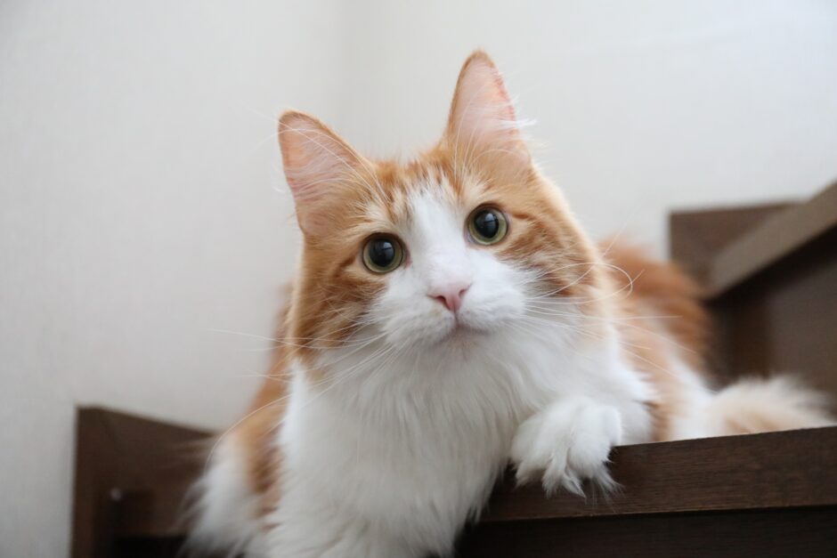猫の耳が赤い場合に疑われる病気や受診の目安、治療法を解説